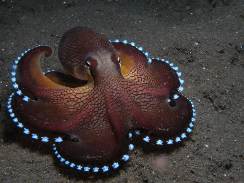 coconut octopus.png