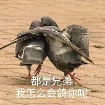 我们可是兄弟鸽子.jpg