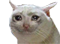 sad-cat.png