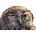 sus-owl.png