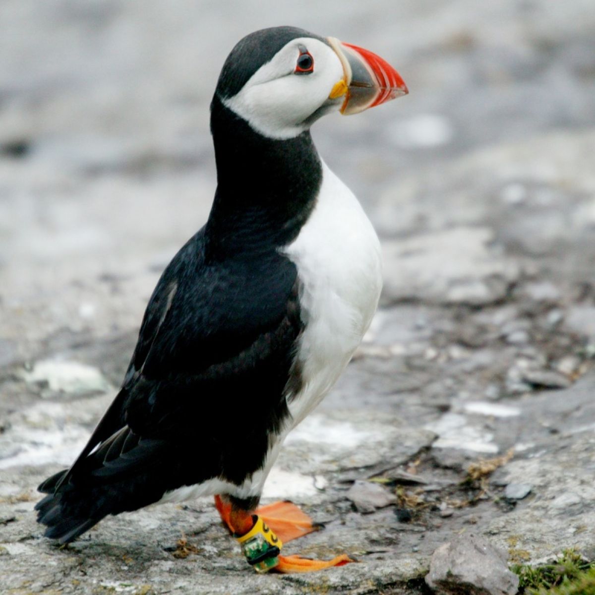 puffin.jpg