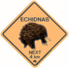 echidna.jpeg