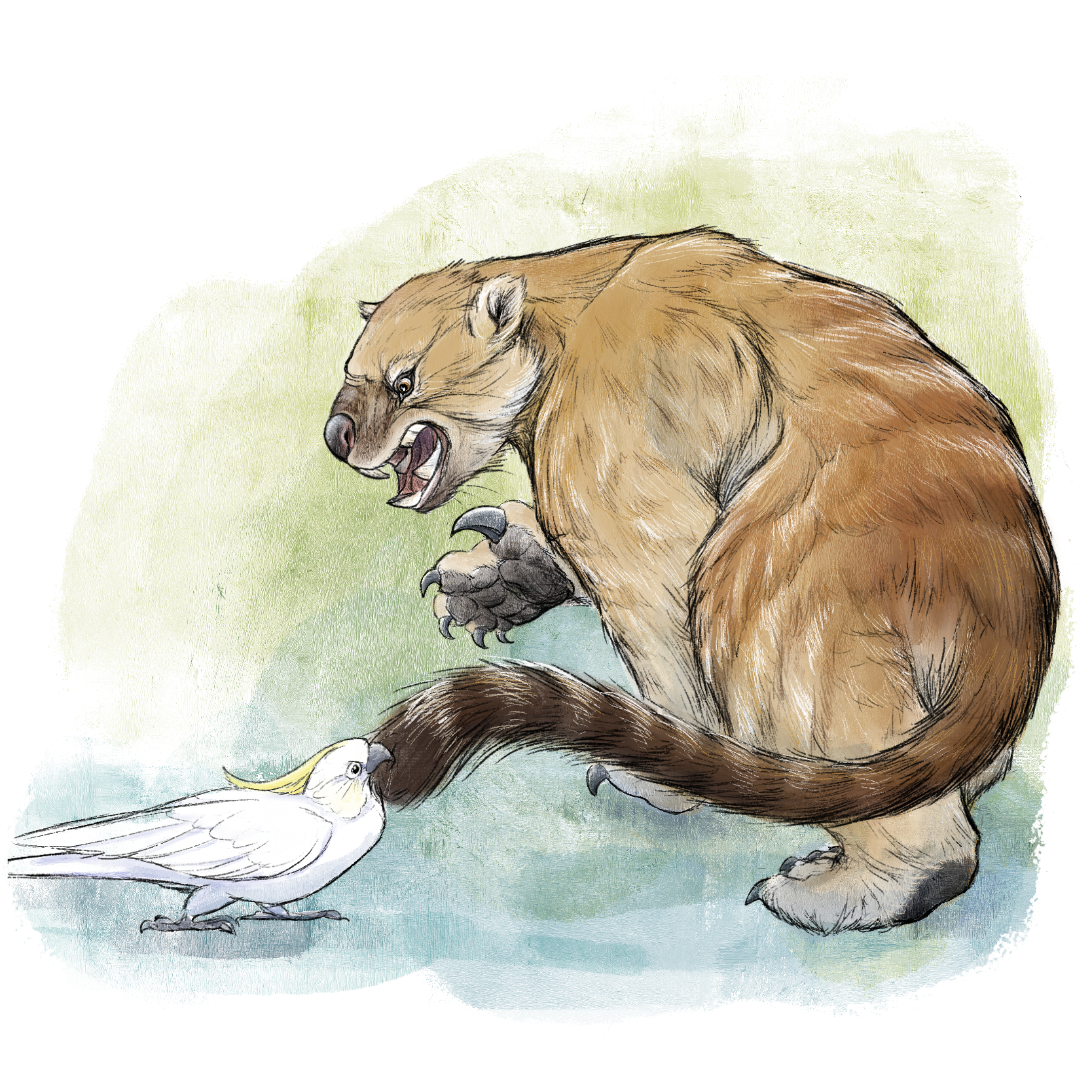 Thylacoleo carnifex.png