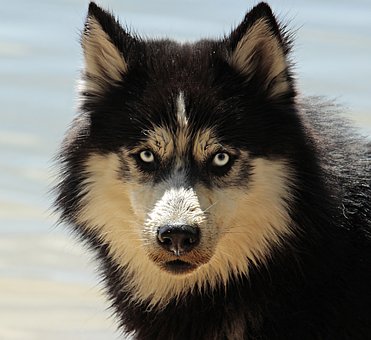 husky_3380548__340.jpg