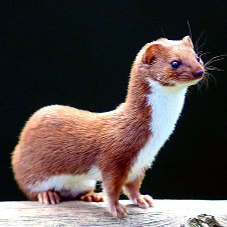 weasel.png