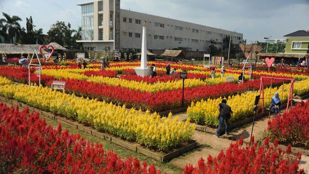 warna-warni-taman-bunga-celosia-di-palembang_169.jpeg