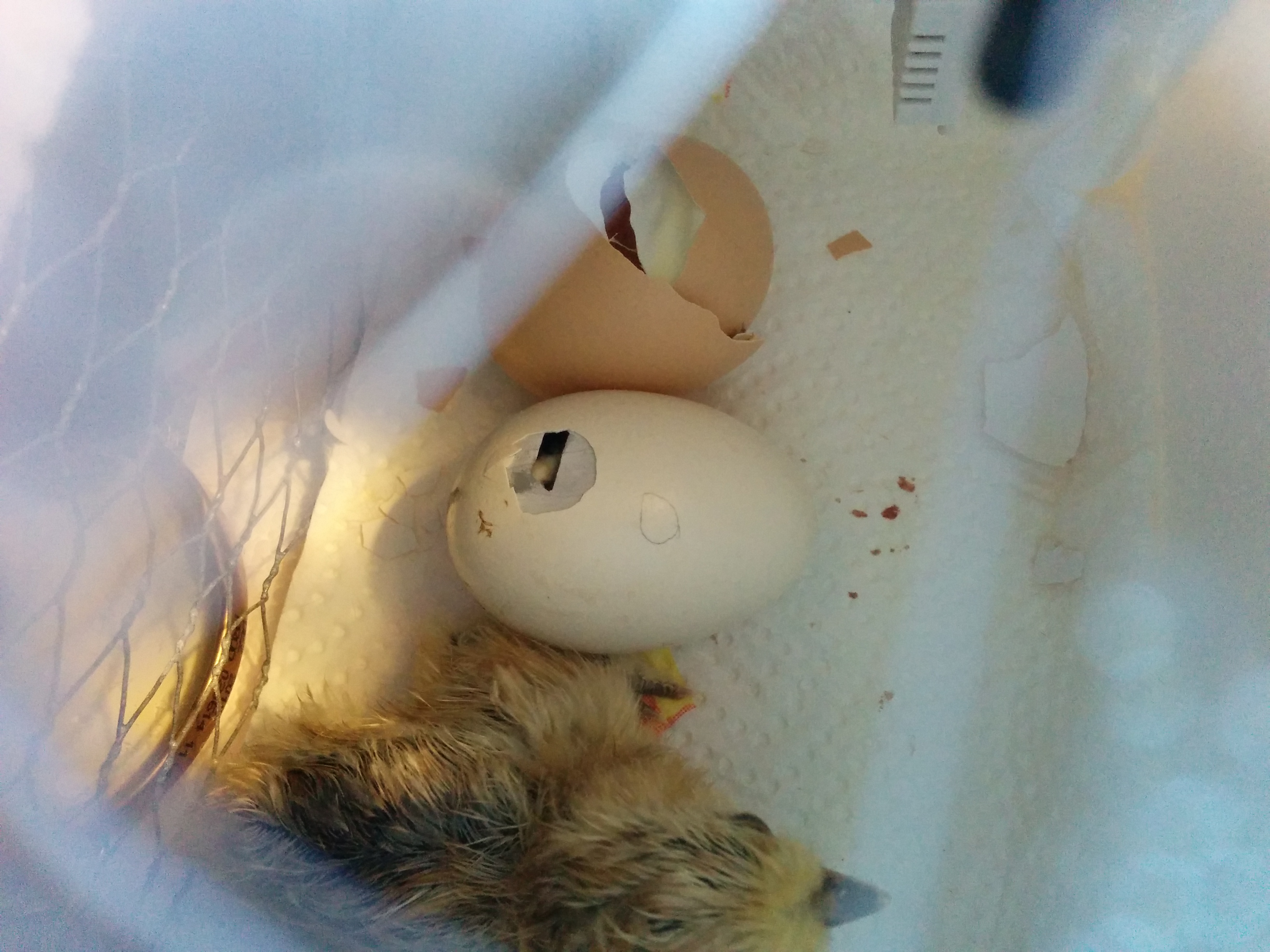 hatching1.jpg