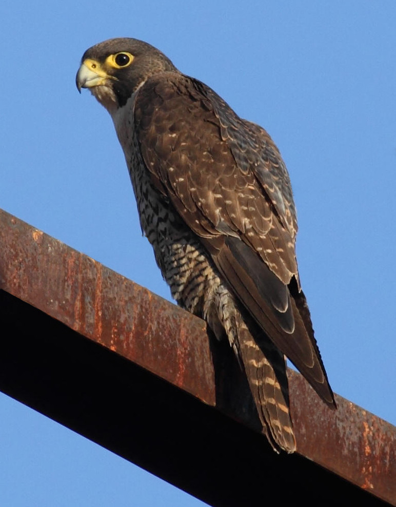 peregrine_falcon.jpg