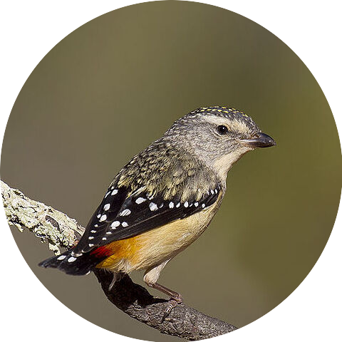 spotted_pardalote_img.png