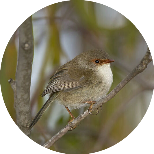 superb_fairy_wren_img.png