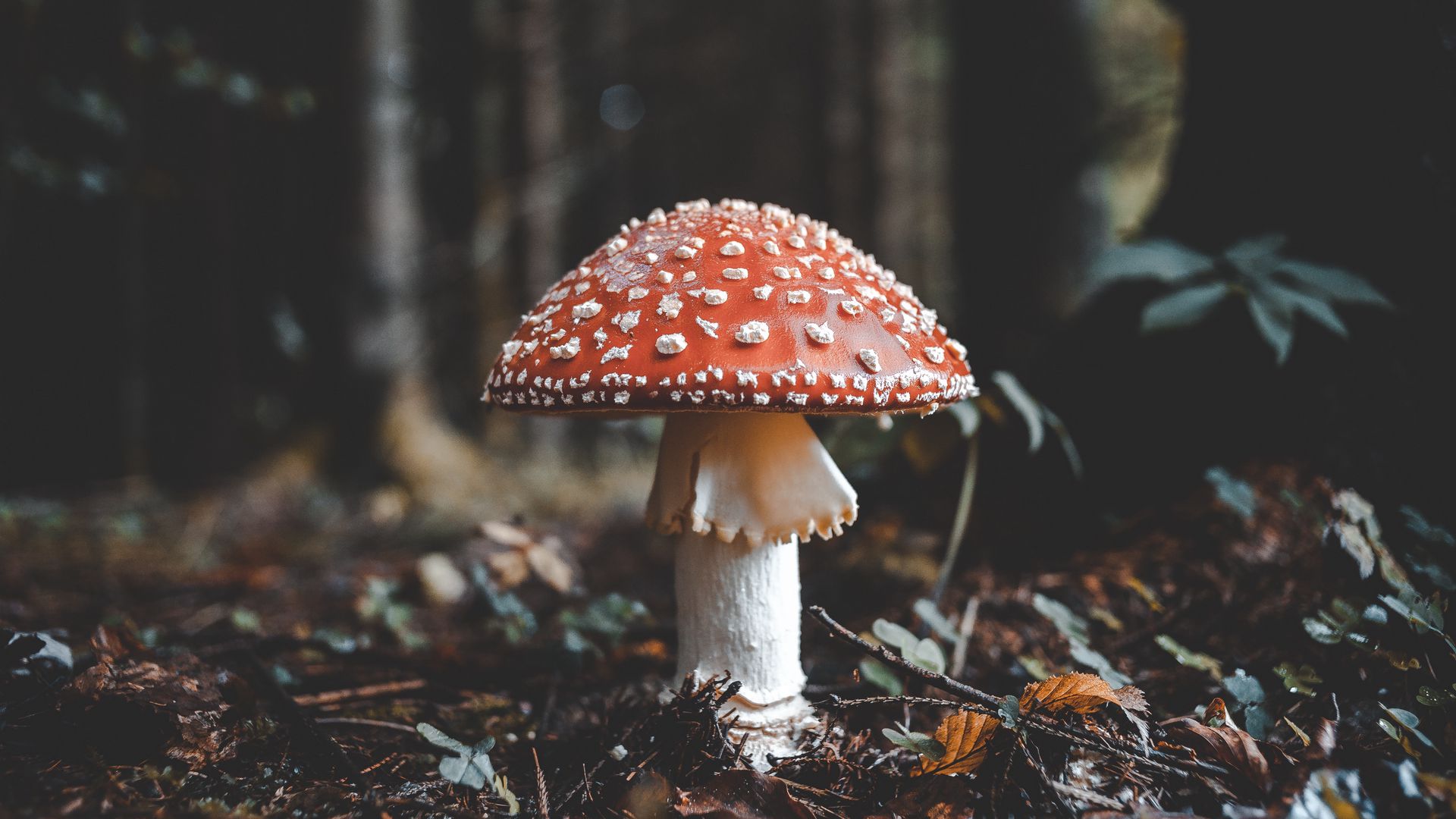 fly_agaric_mushroom_fall_foliage_117318_1920x1080.jpg