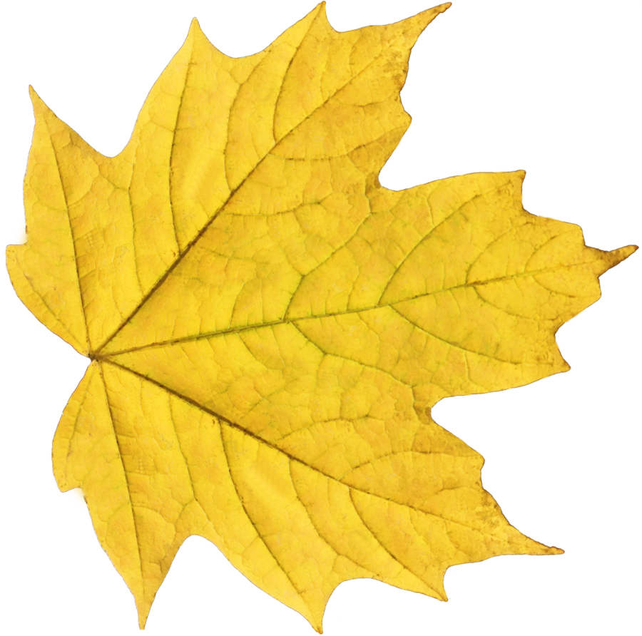 leaf5.png